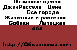 Отличные щенки ДжекРассела › Цена ­ 50 000 - Все города Животные и растения » Собаки   . Липецкая обл.